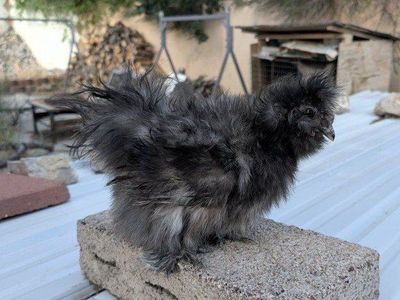 Pair of young silkies
