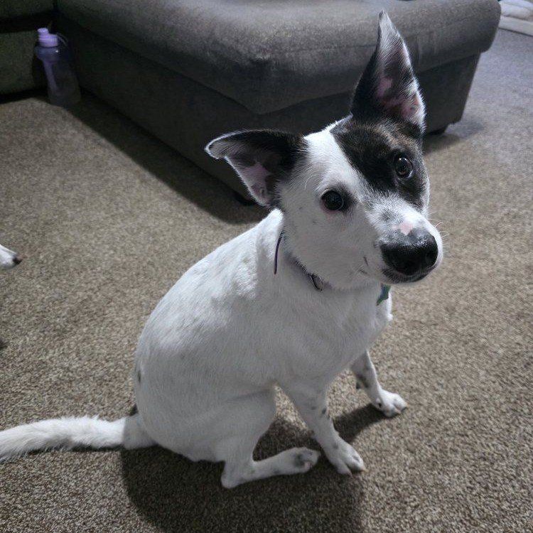 Border Collie with Advanced Training