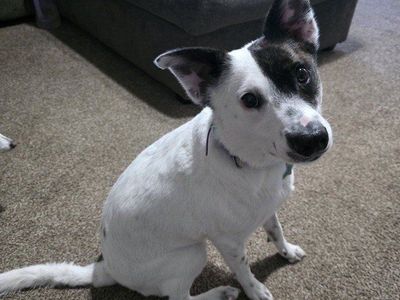 Border Collie with Advanced Training
