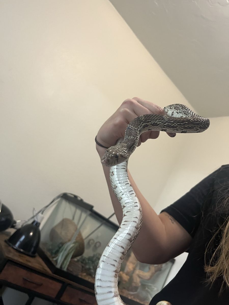 Pet Reptile Sonoran gopher snake