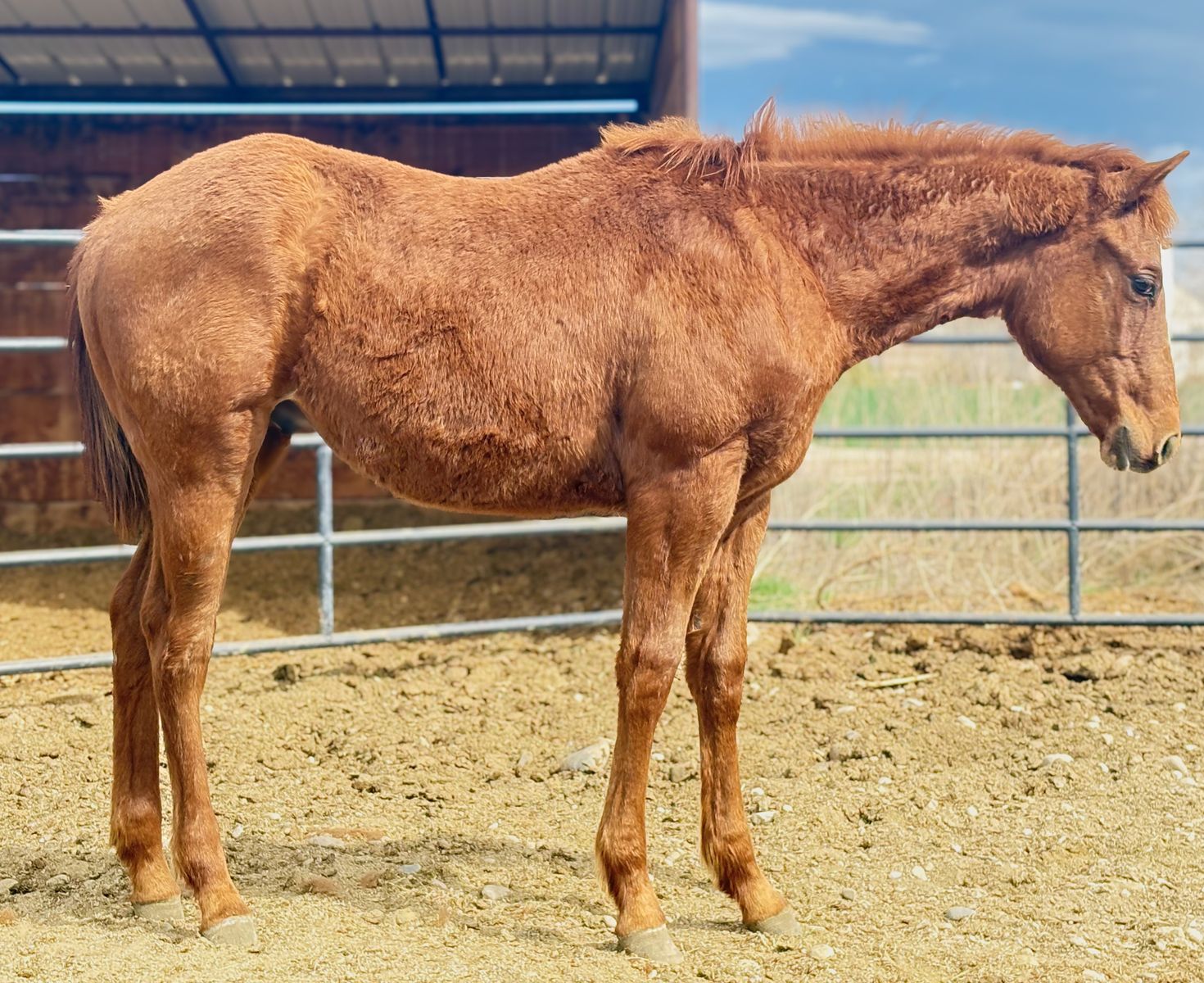 2025 Pink Buckle AQHA Gelding by Chasin Misty
