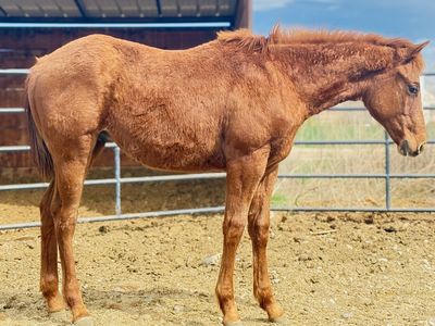 2025 Pink Buckle AQHA Gelding by Chasin Misty