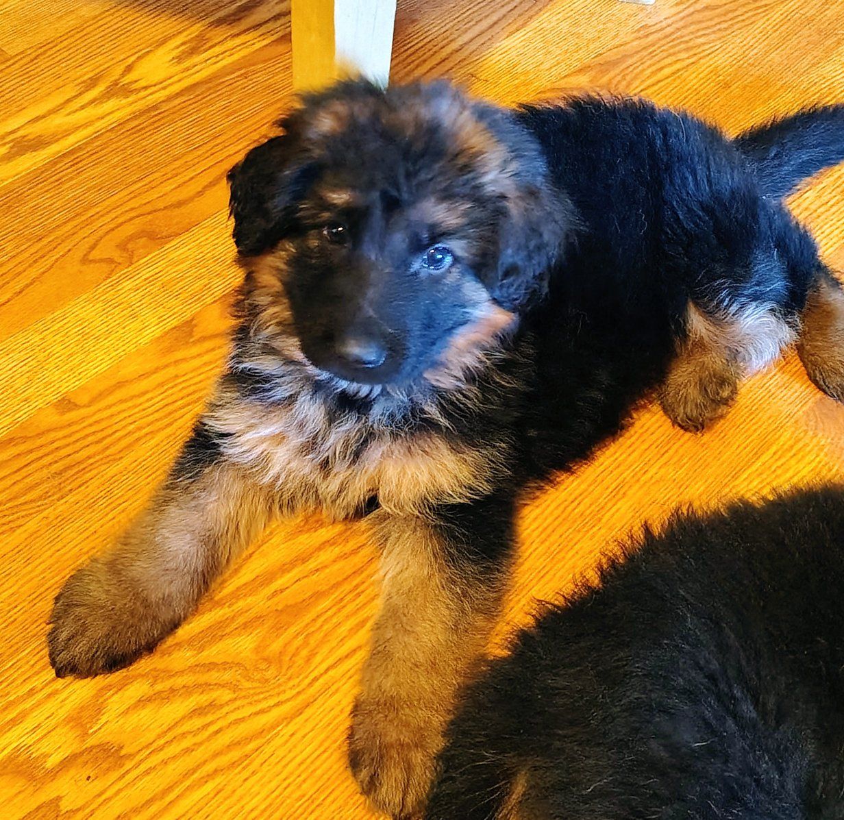 AKC German Shepherd puppies