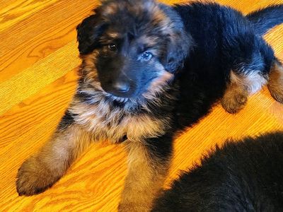 AKC German Shepherd puppies