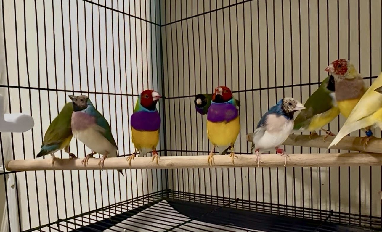 Lady Gouldian finches