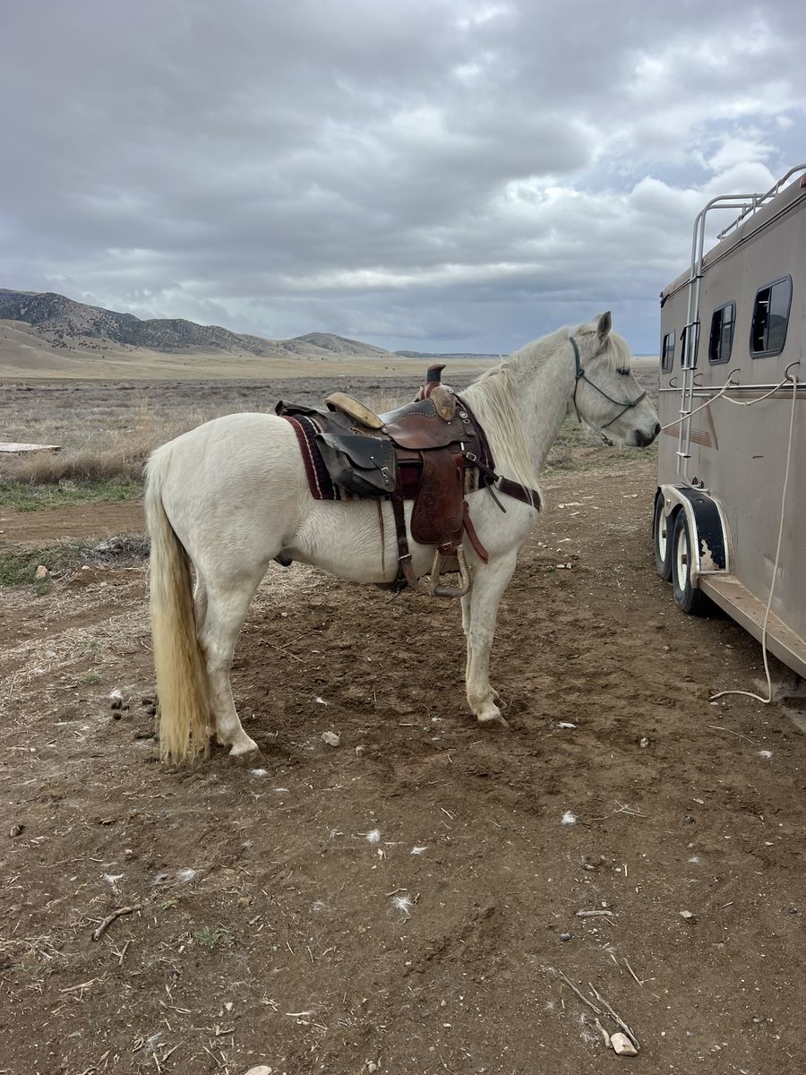 8 Year Old Pasofino/Quarter Horse Cross
