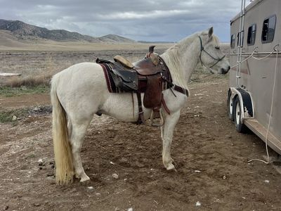 8 Year Old Pasofino/Quarter Horse Cross