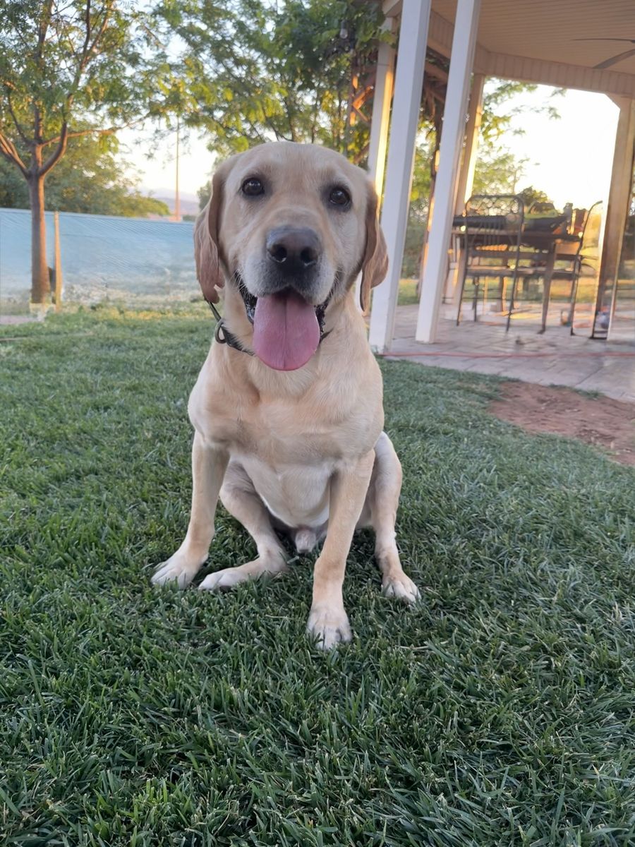 Shed hunting lab