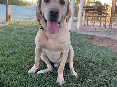 Shed hunting lab