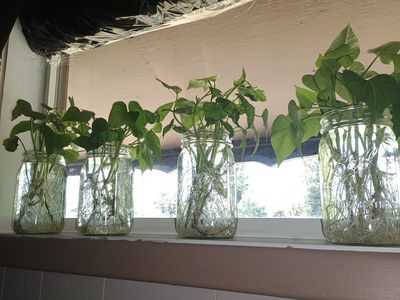 Organic Stokes Purple Sweet Potato Slips / Plants