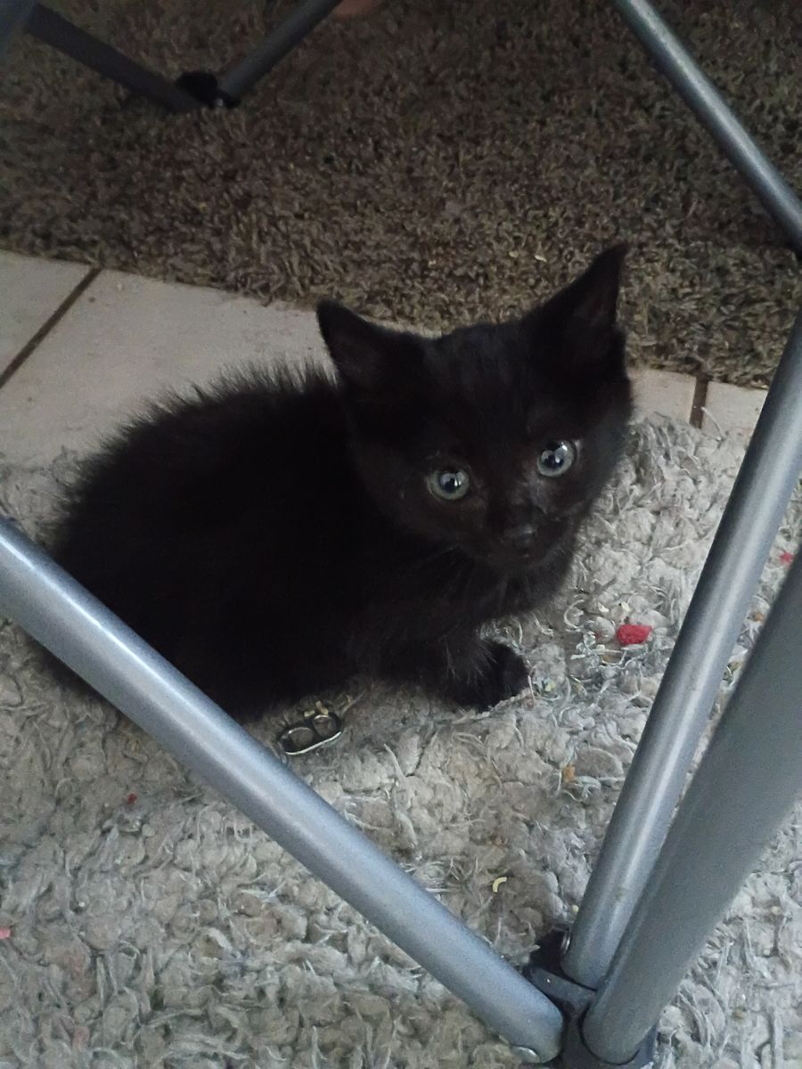 Black kittens in need of good homes