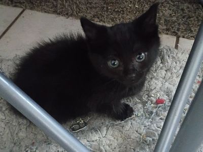 Black kittens in need of good homes