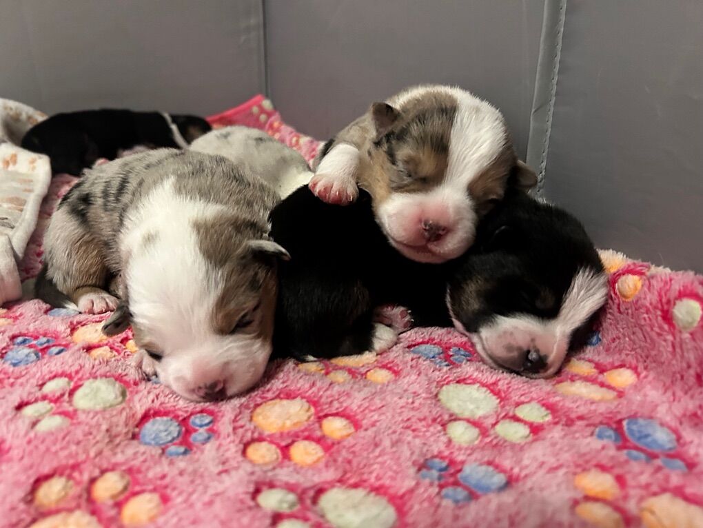 Corgi x Aussies ( auggie )