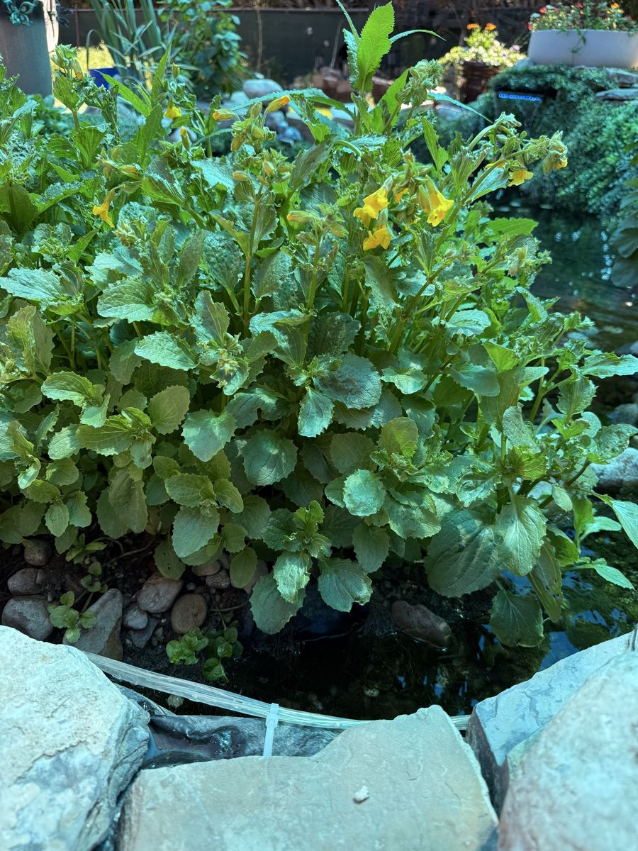 Free Monkey Flower Pond Plant