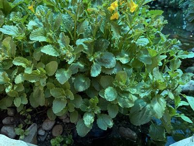 Free Monkey Flower Pond Plant