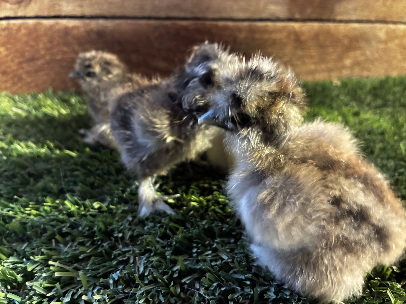 Silkie Chicks