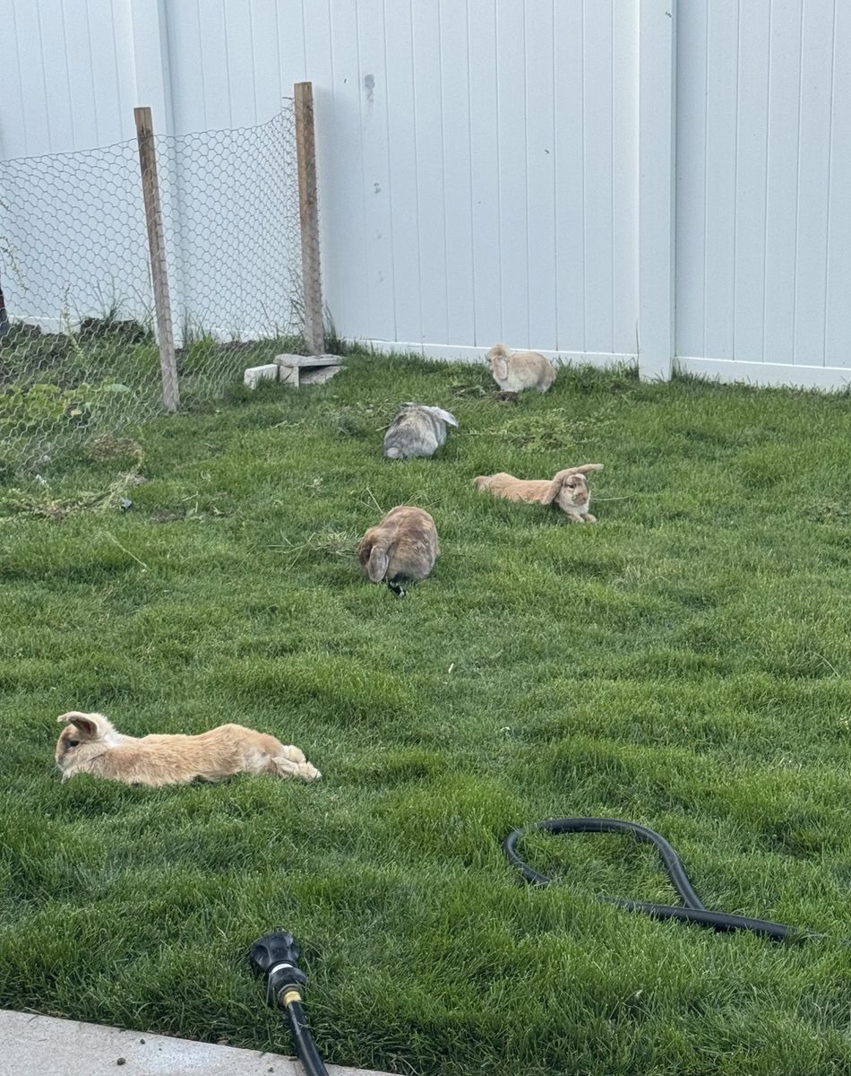 Free holland lops bunnies