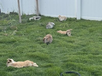 Free holland lops bunnies