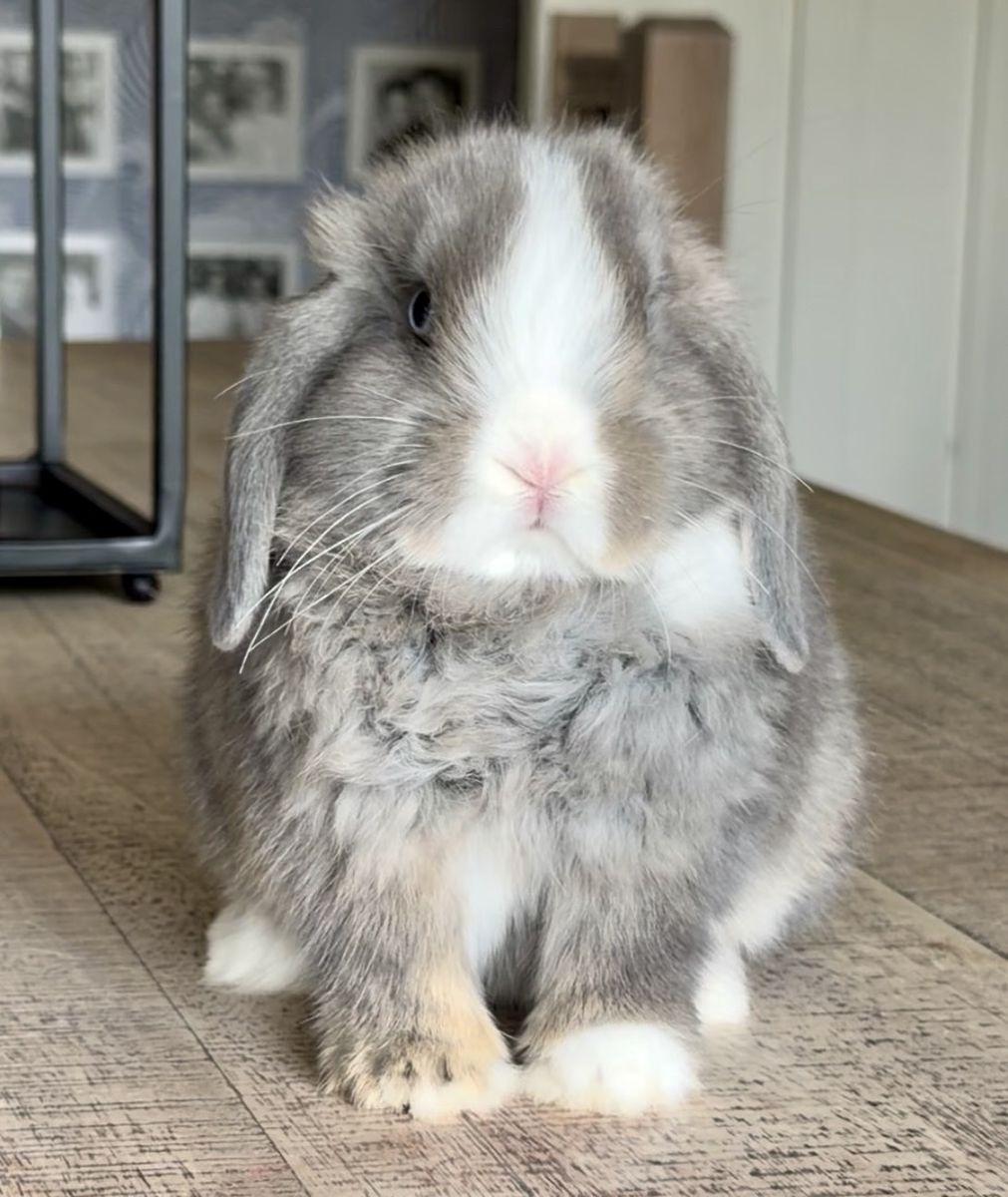{Orion} Vm Squirrel Holland Lop Buck