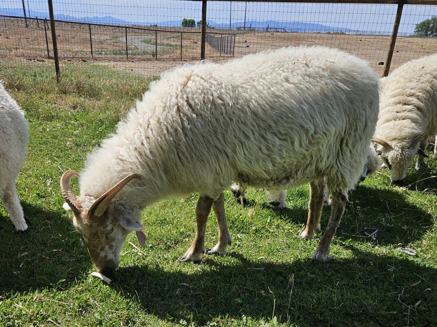 Icelandic/awassi/valais yearling ewe