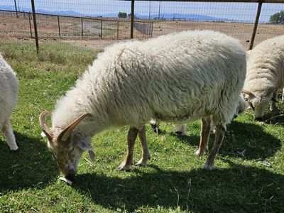 Icelandic/awassi/valais yearling ewe