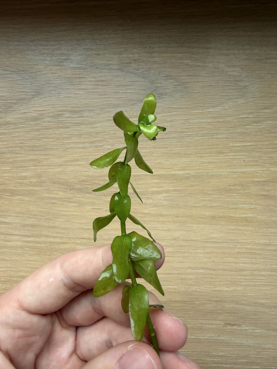 Bacopa Caroliniana
