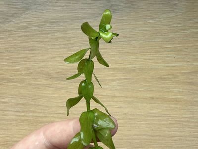 Bacopa Caroliniana