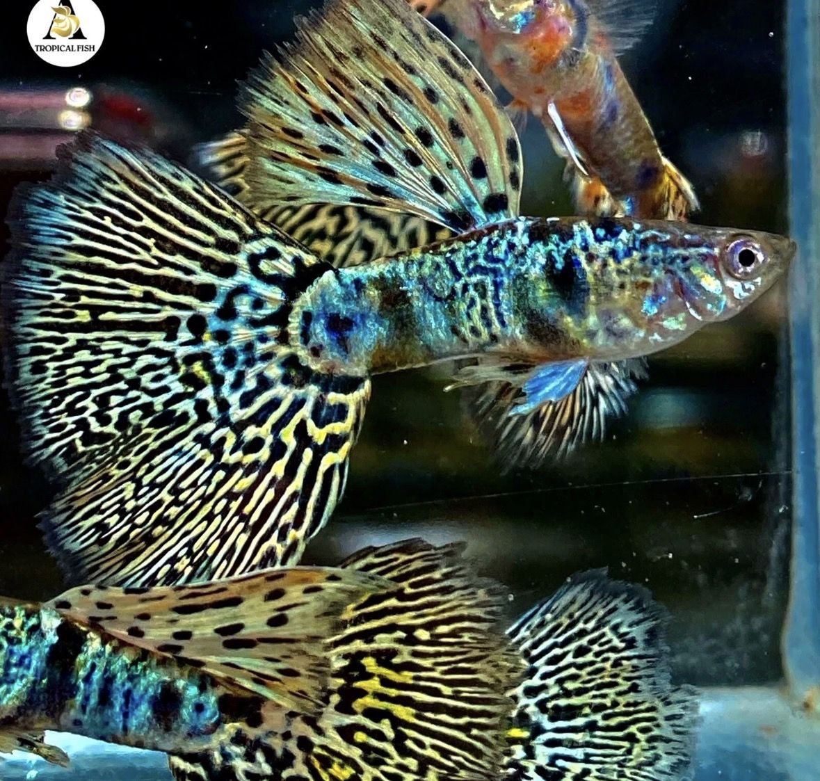 Yellow King Tiger Cobra Guppies