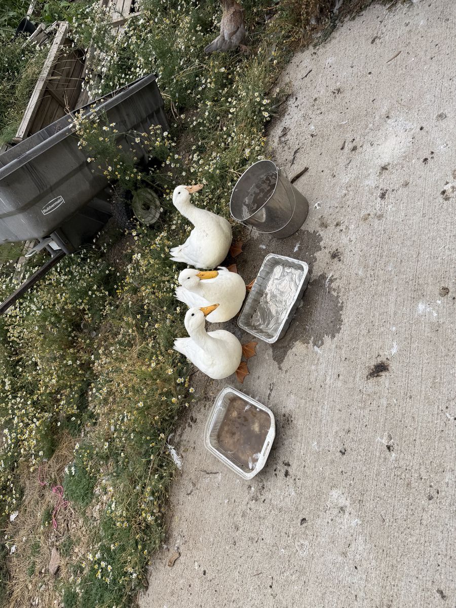 White Pekin Ducks - Trio of Farm Poultry