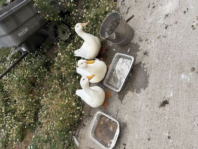 White Pekin Ducks - Trio of Farm Poultry