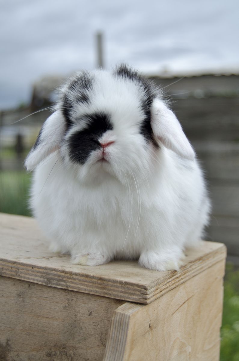 Chunky and Sweet Holland Loo Baby Boy