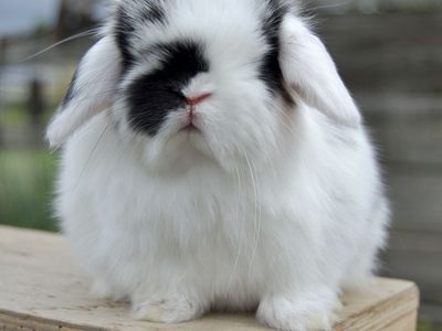 Chunky and Sweet Holland Loo Baby Boy
