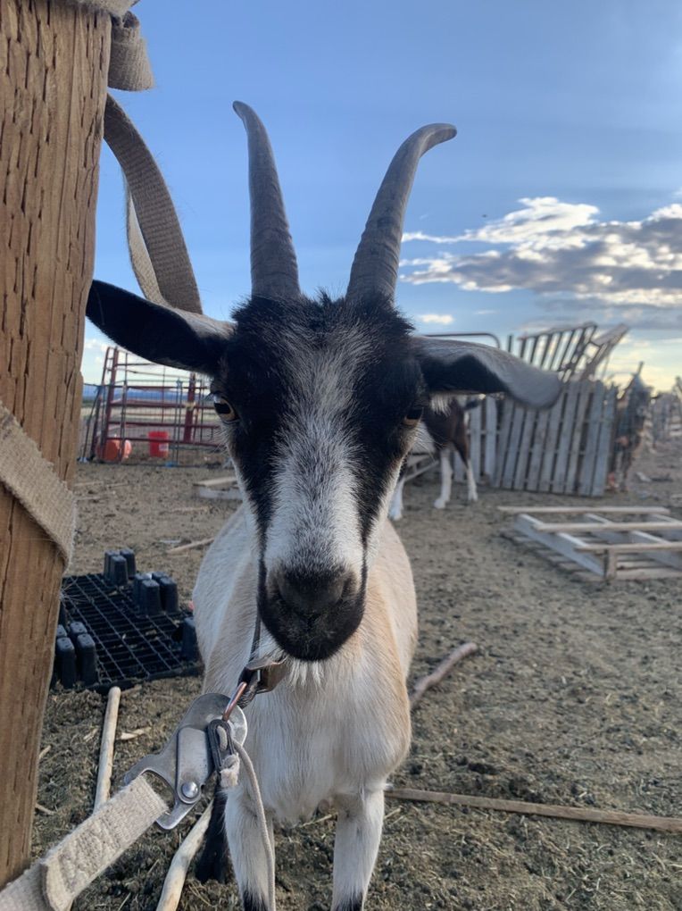 Alpine Goats