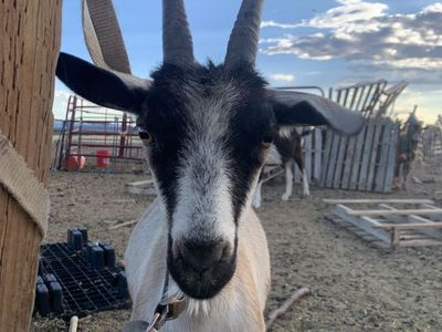 Alpine Goats