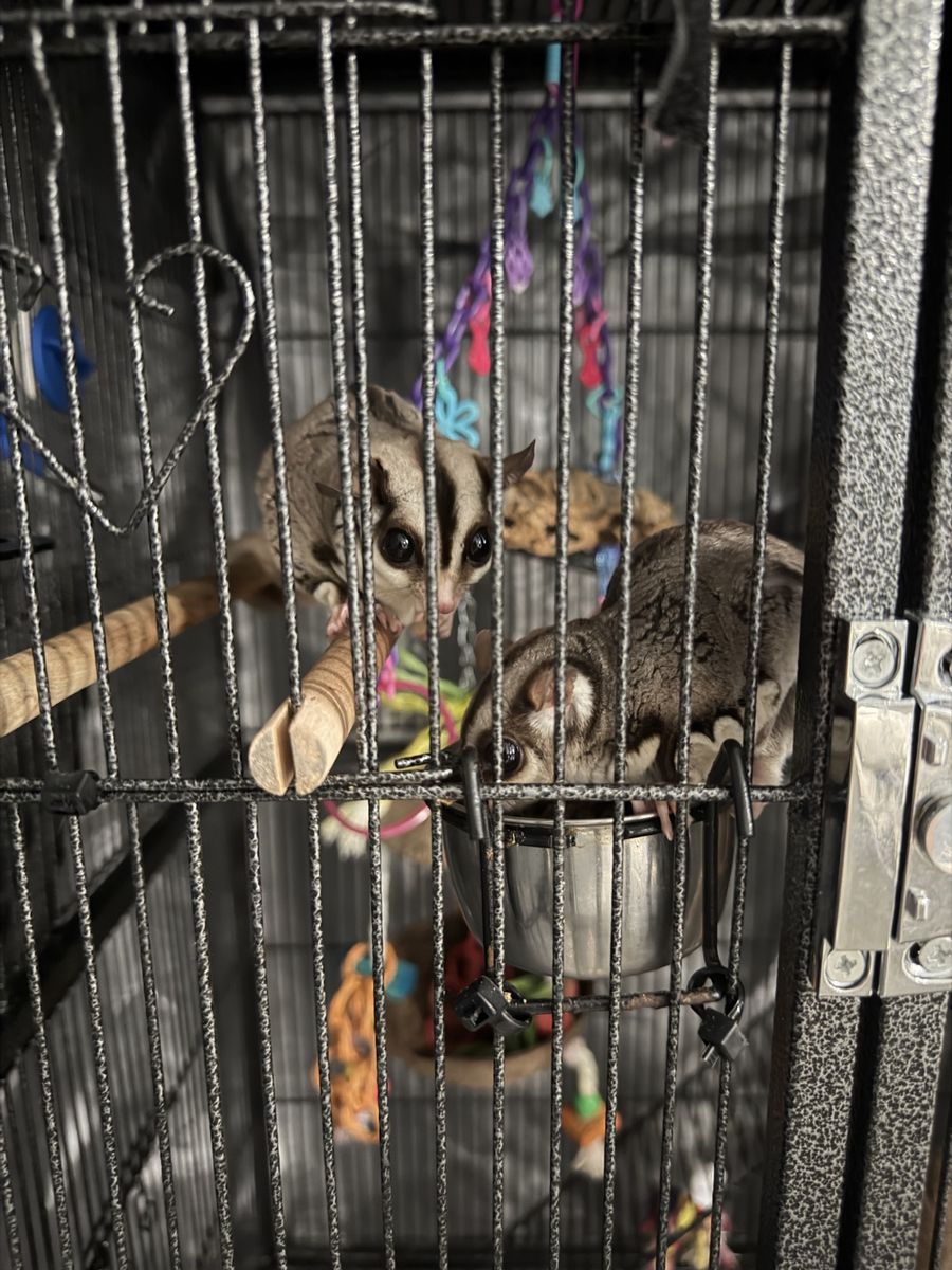 Sugar glider! Leo and lily