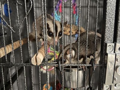 Sugar glider! Leo and lily