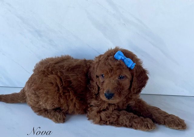 Exceptional Deep Red Mini Goldendoodle (F1B) Puppies