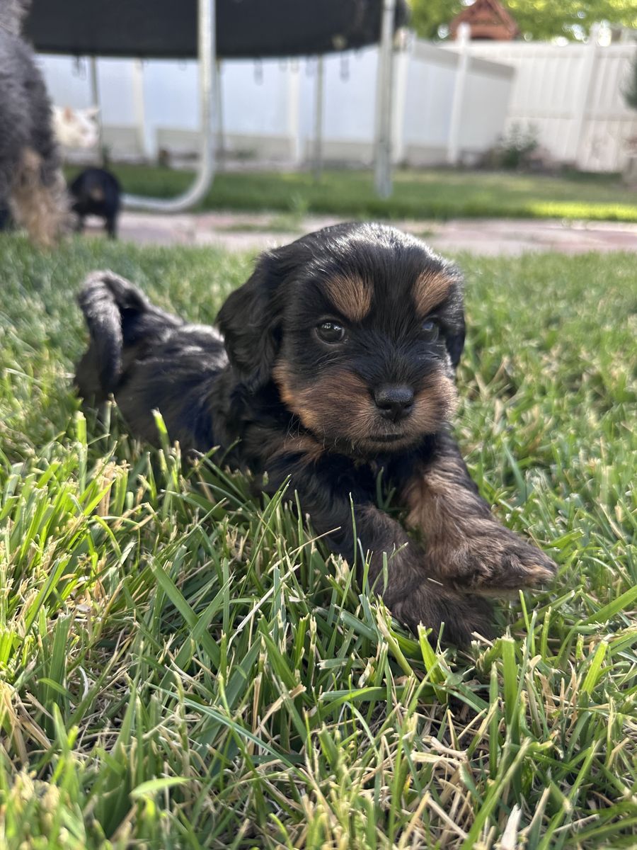 Cavapoo Puppies For Sale