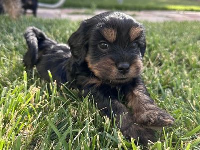 Cavapoo Puppies For Sale