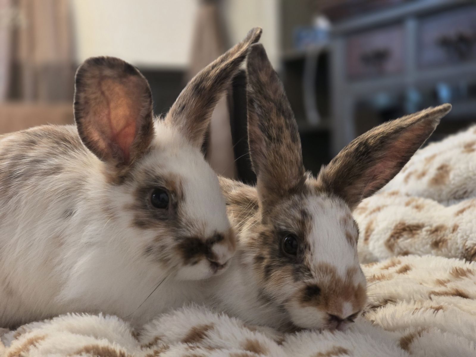 FREE Rhinelander mix Bunnies