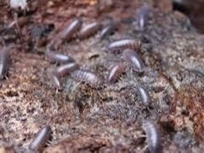 Purple Dwarf Isopods