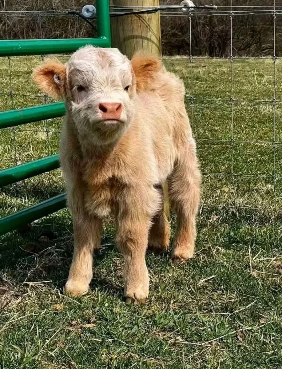 Registered Miniature Scottish Highlands – Excellent Bloodlines