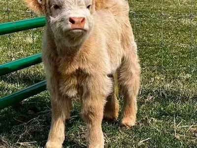 Registered Miniature Scottish Highlands – Excellent Bloodlines