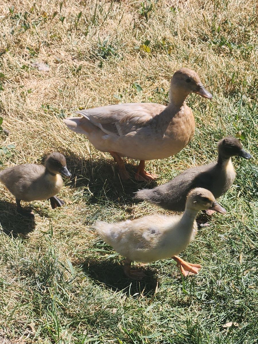 Call Ducks