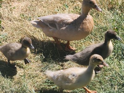 Call Ducks