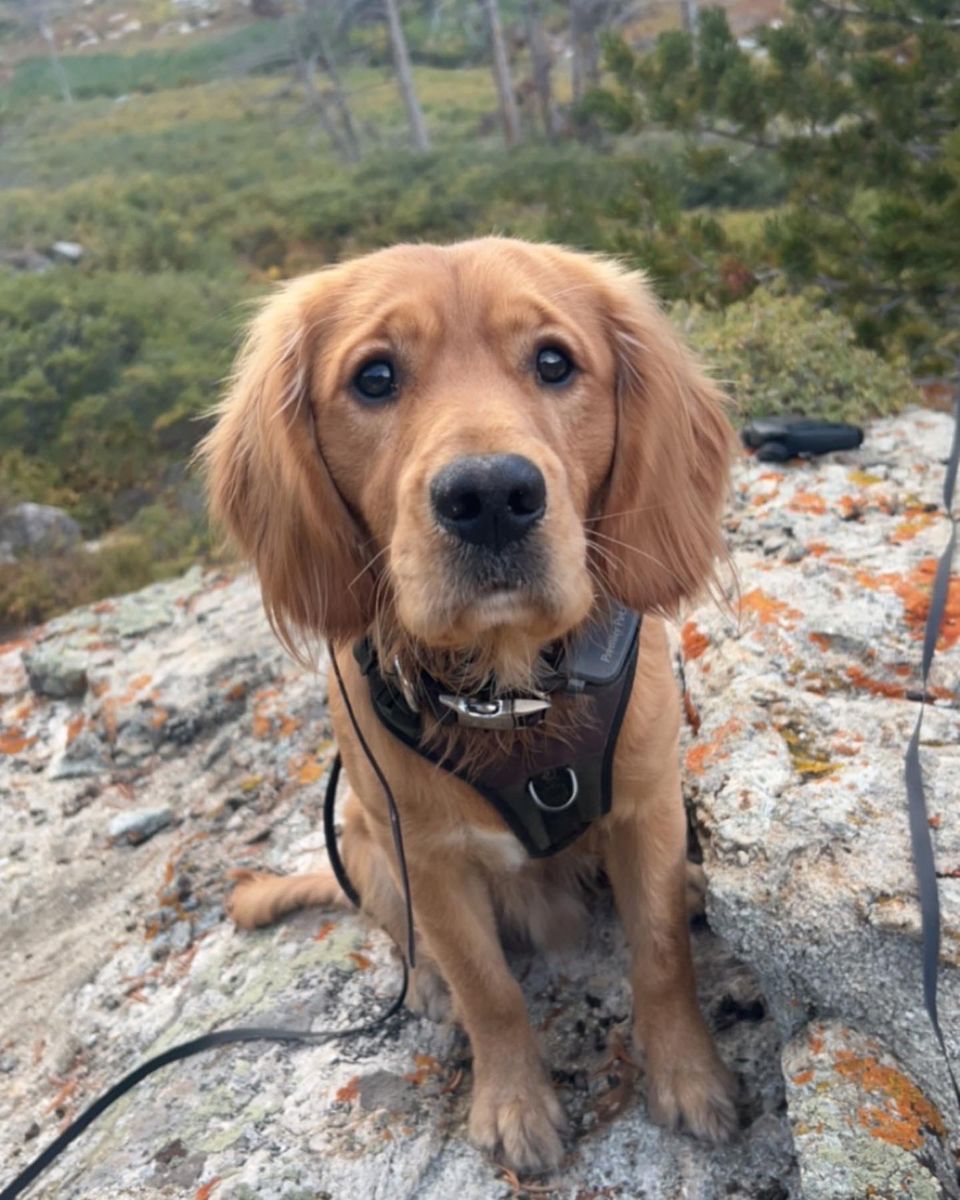 Mini golden retriever stud
