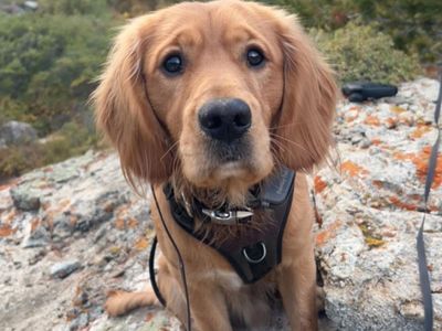 Mini golden retriever stud