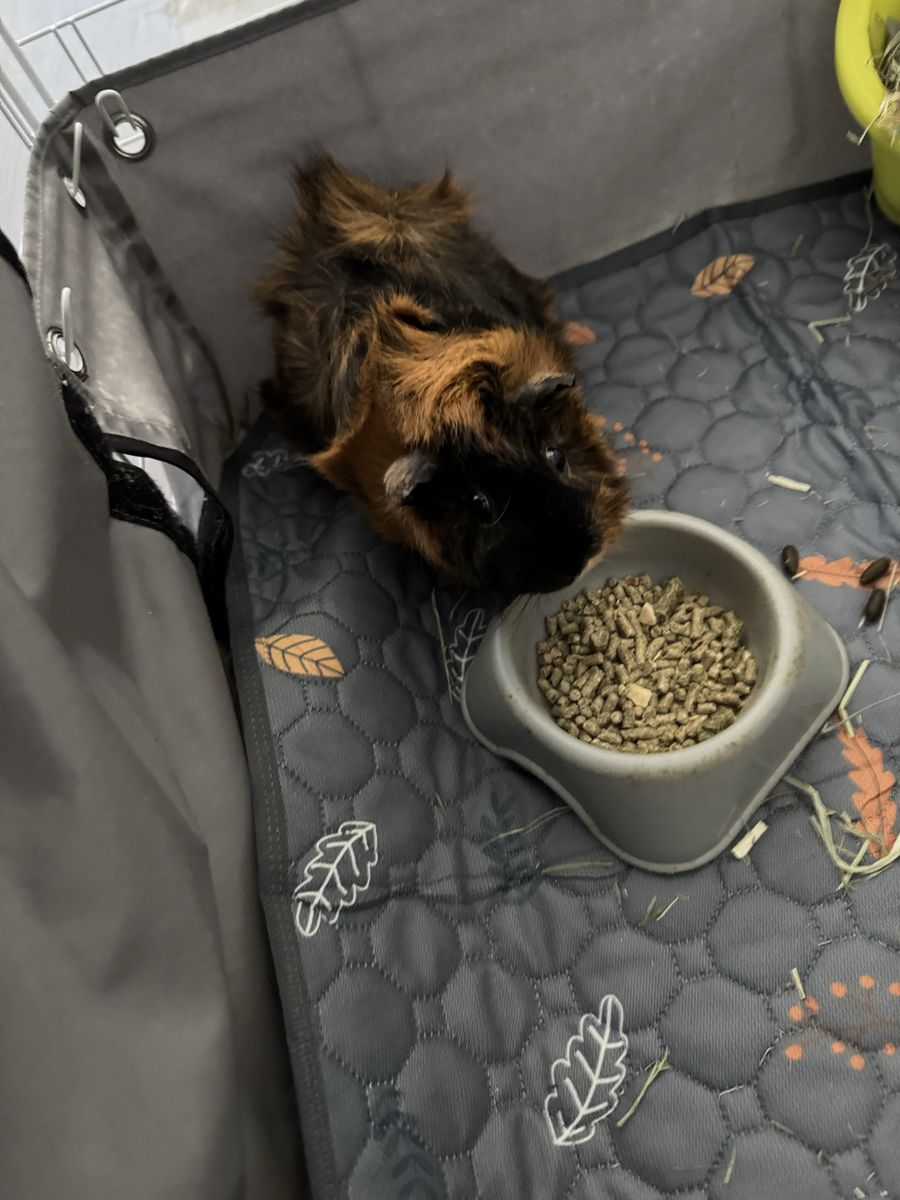 Cute Guinea Pig