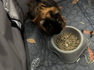 Cute Guinea Pig