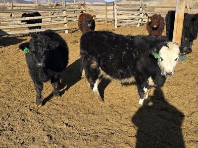 American aberdeen (Lowline) steers